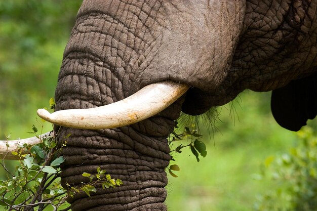 Photo elephant eating leaves kruger national park