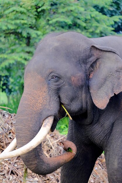 Photo elephant eating in pinnawala elephant orphanage sri lanka curled trunk