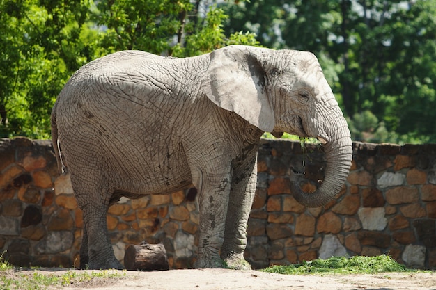 An elephant eats grass and walks on a bright sunny day