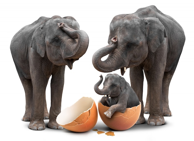 Elephant in eggshell and family