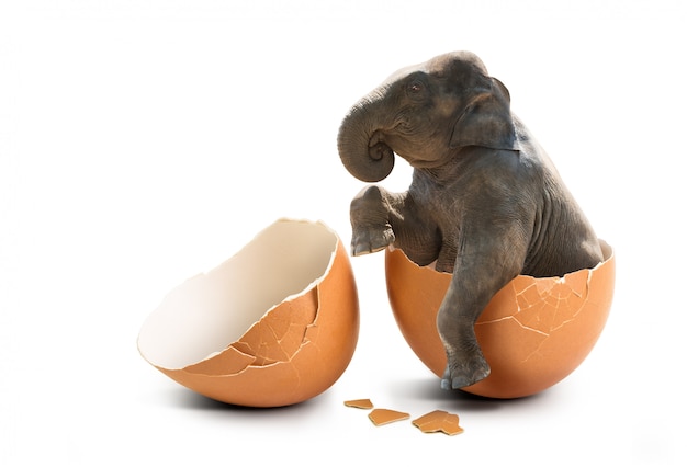 Elephant in eggshell