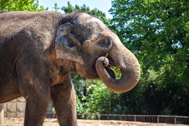 Слон (Elephantidae) в зоопарке в Германии