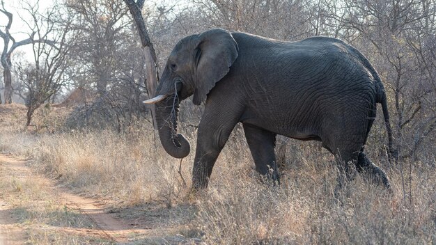 Elephant encounters capturing the beauty and majesty of these magnificent creatures