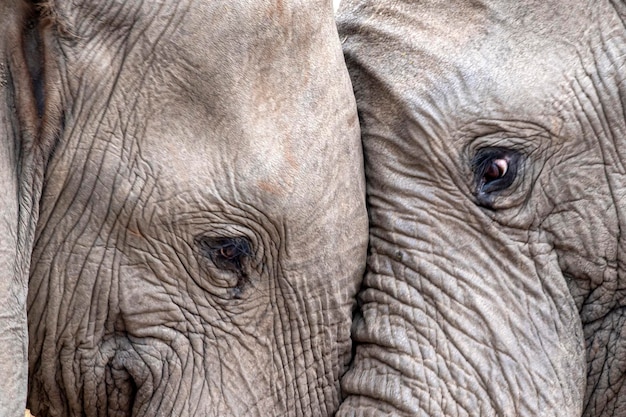 Elephant eye close up in kruger park south africa