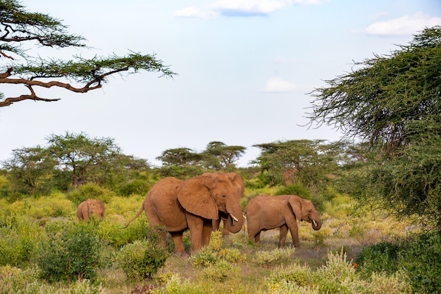 Elephant family goes through the bushes