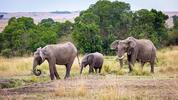 Elephant family walking Kenya Africa Grasslands