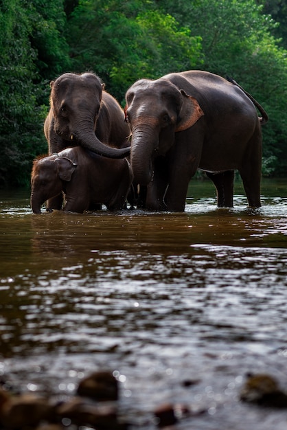 Foto famiglia di elefanti in acqua