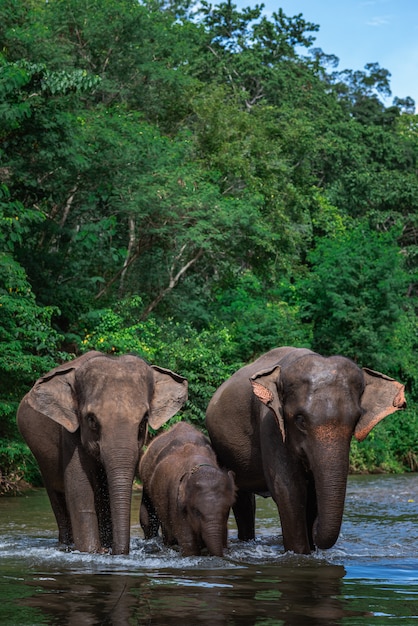 Photo elephant family in water