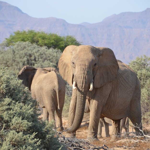 Photo elephant in a farm