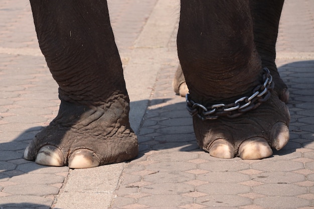 Elephant feet close up