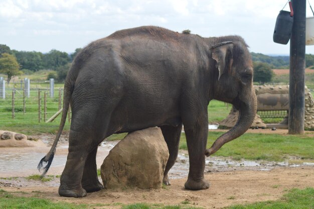 Photo elephant on field against sky