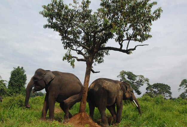 Photo elephant on field against sky