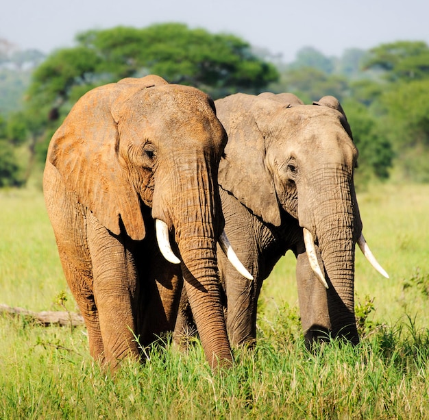 Elephant in a field