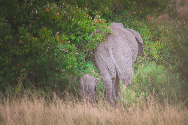 Photo elephant on field