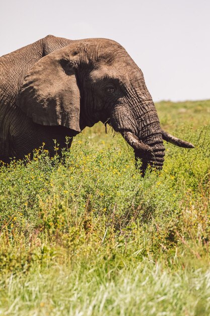 Foto elefante su un campo