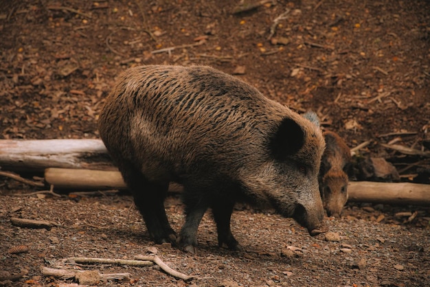 野原のゾウ