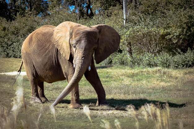 Photo elephant on field