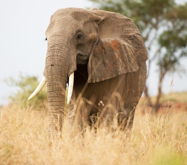 Photo elephant in a field