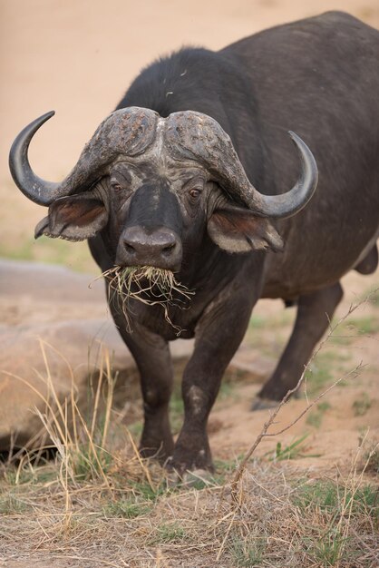 Photo elephant on field