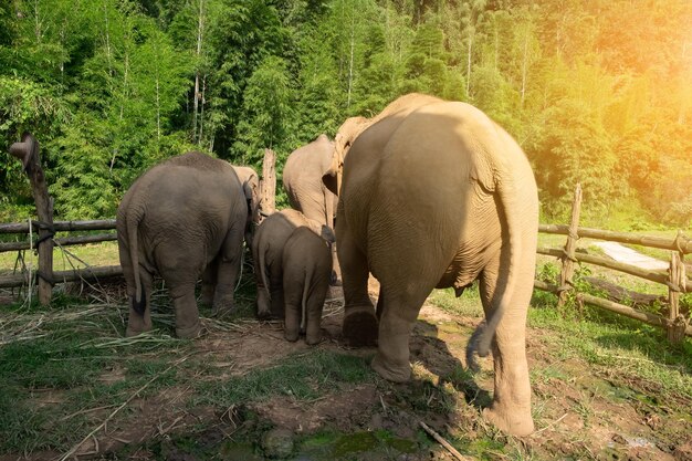 Elephant in a field