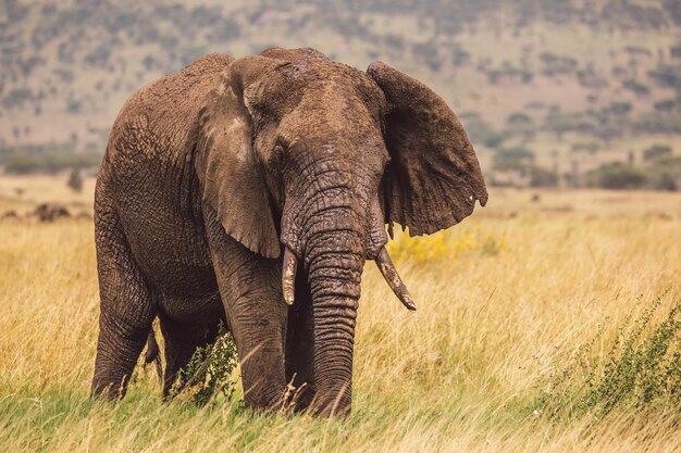 Photo elephant on a field