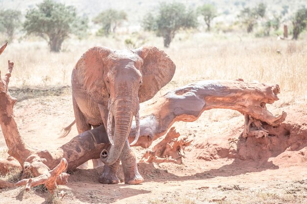 Photo elephant in a field