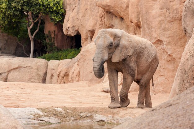 Foto elefante sul campo