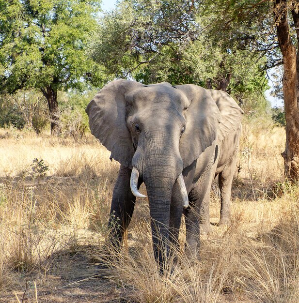 Photo elephant in a field