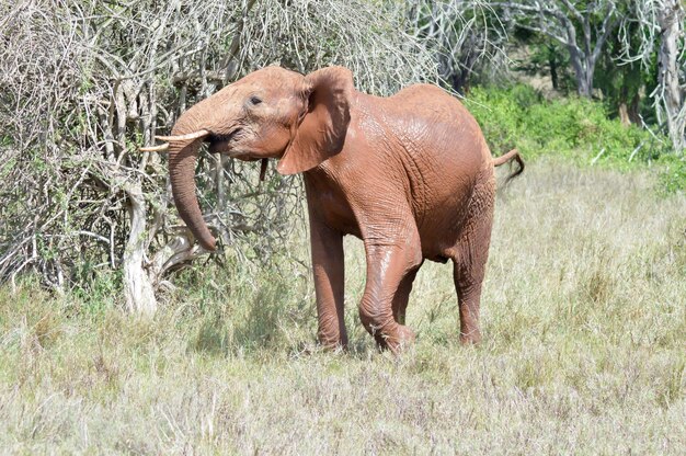 Foto elefante sul campo