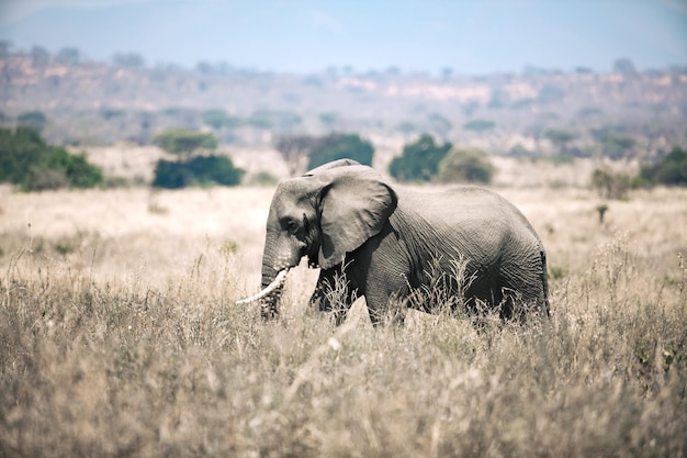 Photo elephant on field