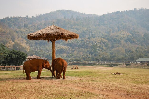 Photo elephant in a field