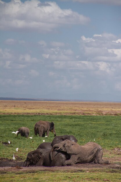 Photo elephant in a field