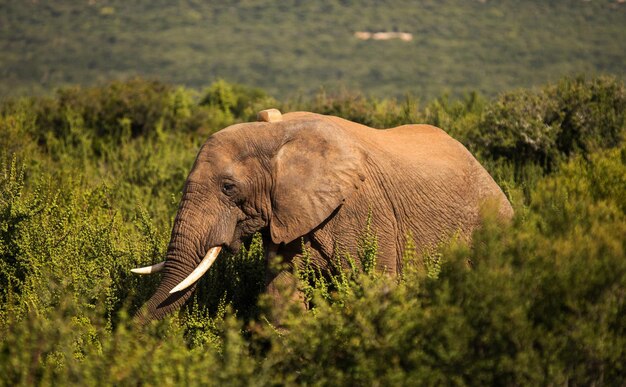 Elephant in a field