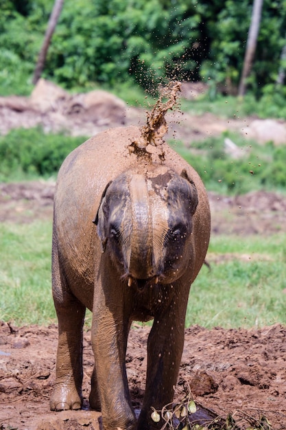 Photo elephant in a field