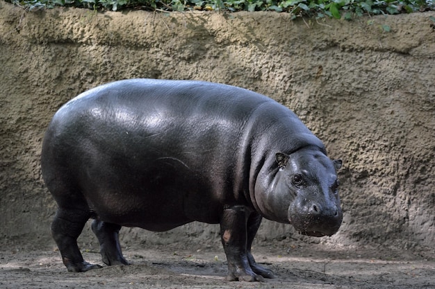 フィールドのゾウ