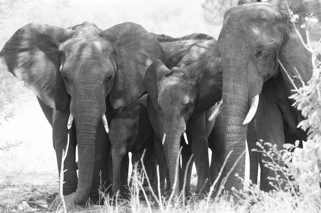 Photo elephant in a field