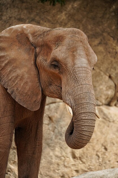 Photo elephant in a field