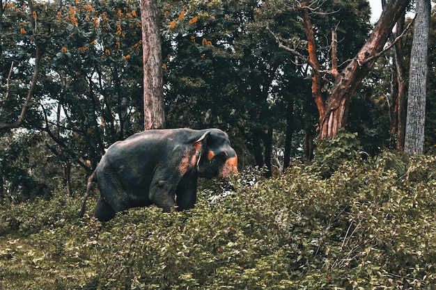 野原のゾウ