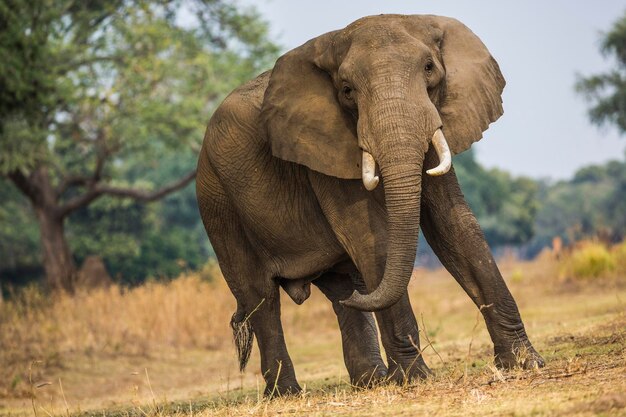 Photo elephant in a field