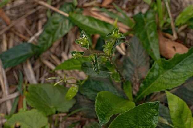 Elephantopusmollis種の象の足の植物