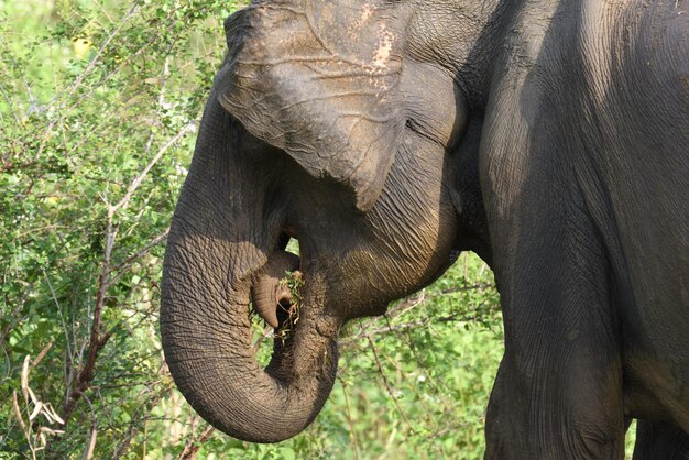 Photo elephant in a forest