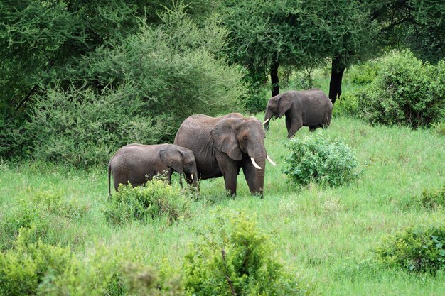 Elephant in a forest