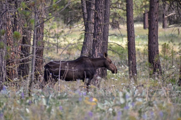 Photo elephant in a forest