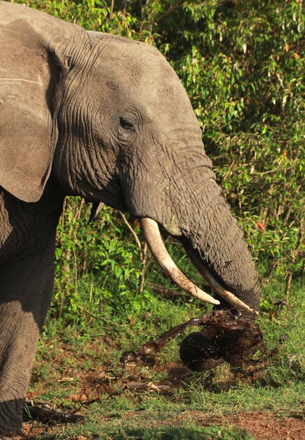 Elephant in a forest