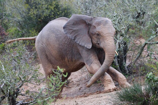 Foto elefante in una foresta