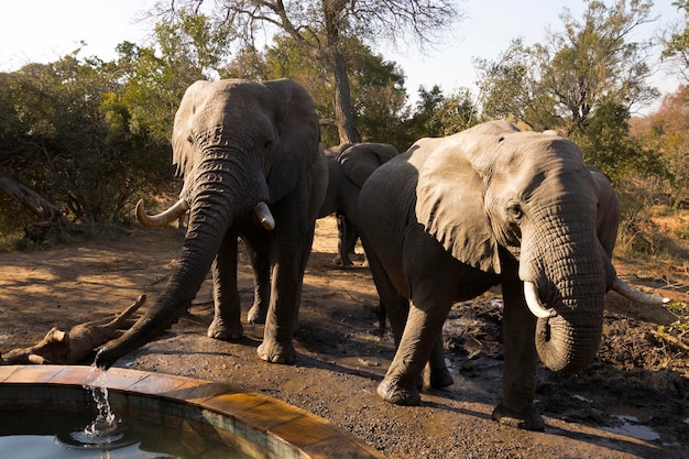 Foto elefante in una foresta