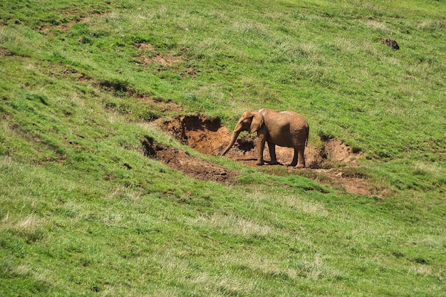 elephant in freedom
  in freedom