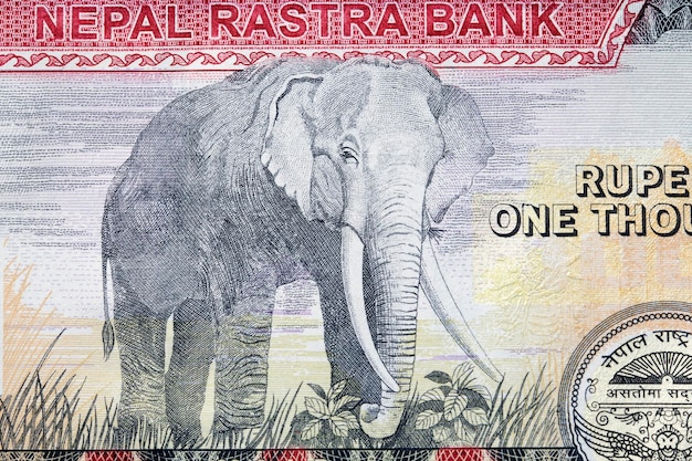 Слон из непальской рупии