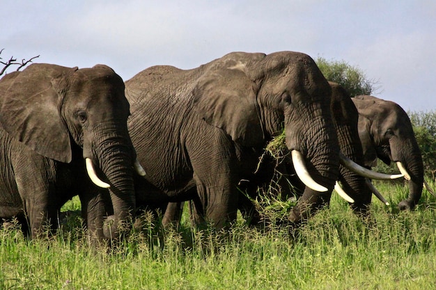 Photo elephant on grass against sky