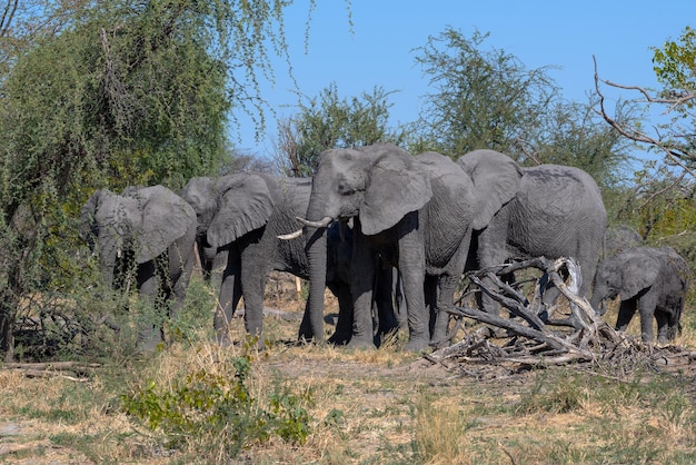 Foto gruppo di elefanti nella stagione secca nel delta dell'okavango, in botswana